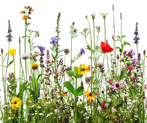 Nutze gereinigtes Grauwasser zum Blumengießen Wilde Blumenwiese